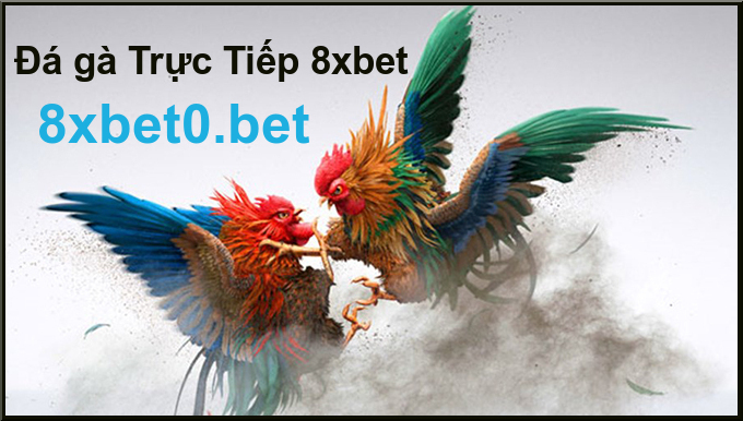 Trận đấu đá gà trực tiếp trên 8xbet